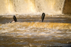 BVPHOTO-Fish-2020-622-of-756