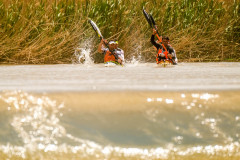 BVPHOTO-Fish-2020-680-of-756