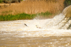 BVPHOTO-Fish-2020-706-of-756